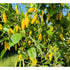 Habanero Lemon